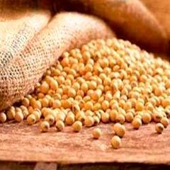 Soybean Oil Press